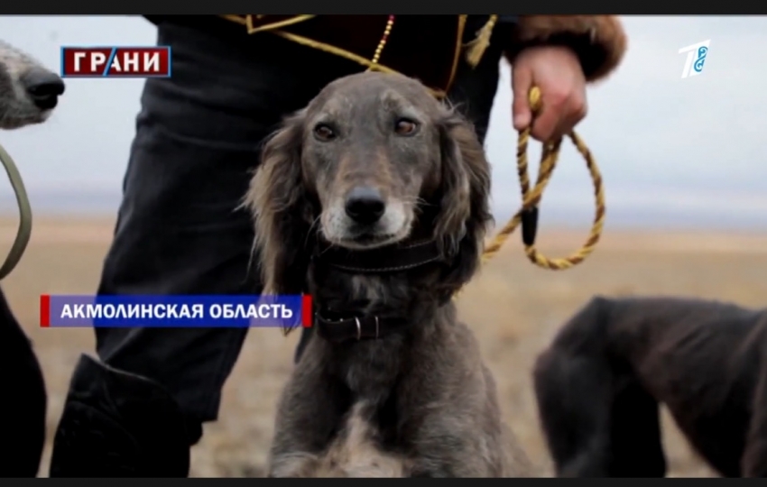 Эта порода собак одно из 7 сокровищ казахского кочевника