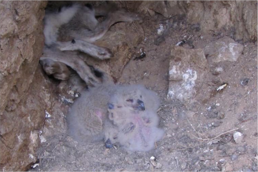 В Иле-Алатауском парке обнаружили птенцов филина