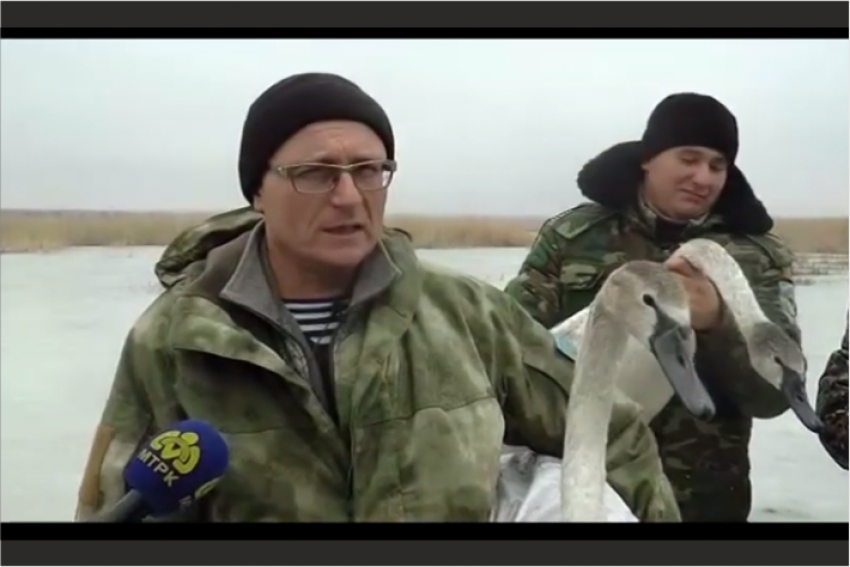 Операцию по спасению лебедей провели в Петропавловске