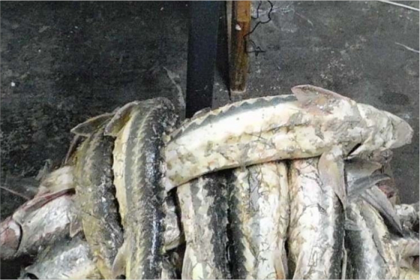 Более 10 тонн осетра изъяли у браконьеров на Каспии