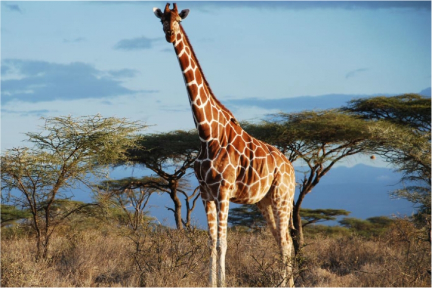 Жирафов включили в список животных, торговля которыми будет строго регулироваться