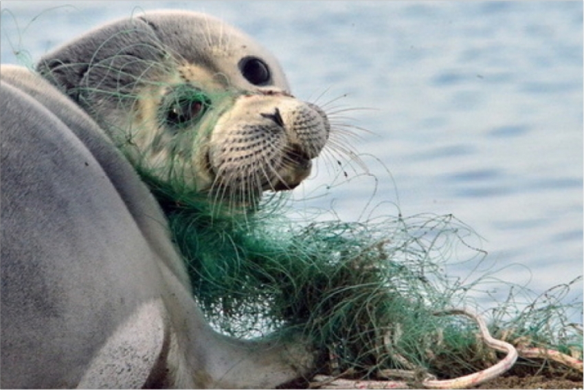 Каспийские тюлени находятся на грани вымирания