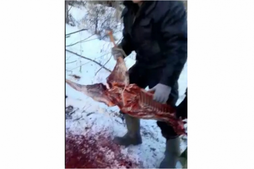 Браконьеры убили сибирскую косулю в нацпарке в Казахстане