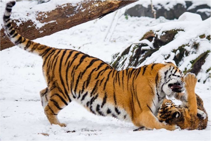 Каким диким кошкам в Казахстане грозит вымирание и почему туранский тигр будет не совсем туранским?