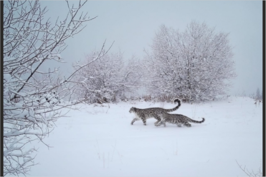 Фотоловушка на БАО засняла снежных барсов и тяньшанского бурого медведя