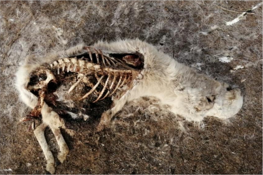 Десятки туш сайги с отпиленными рогами найдены в Западно-Казахстанской области