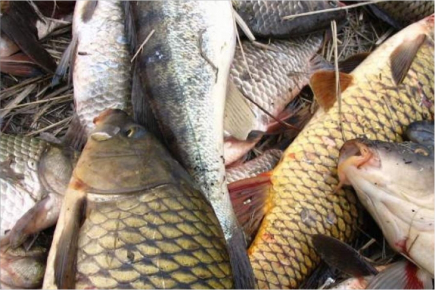 В ВКО полицейские изъяли у браконьеров 306 кг. рыбы