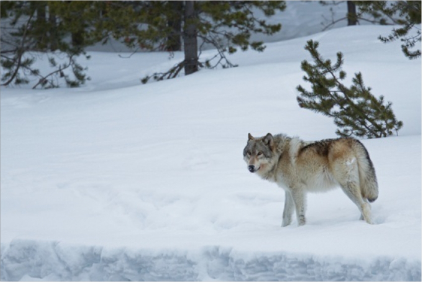 В Актюбинской области волчица отомстила за гибель волчат