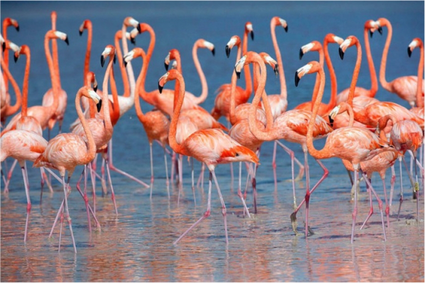 В водоеме Актау заметили розовых фламинго