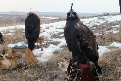 Почему у казахов охота с ловчей птицей в почете — традиция Құс салу