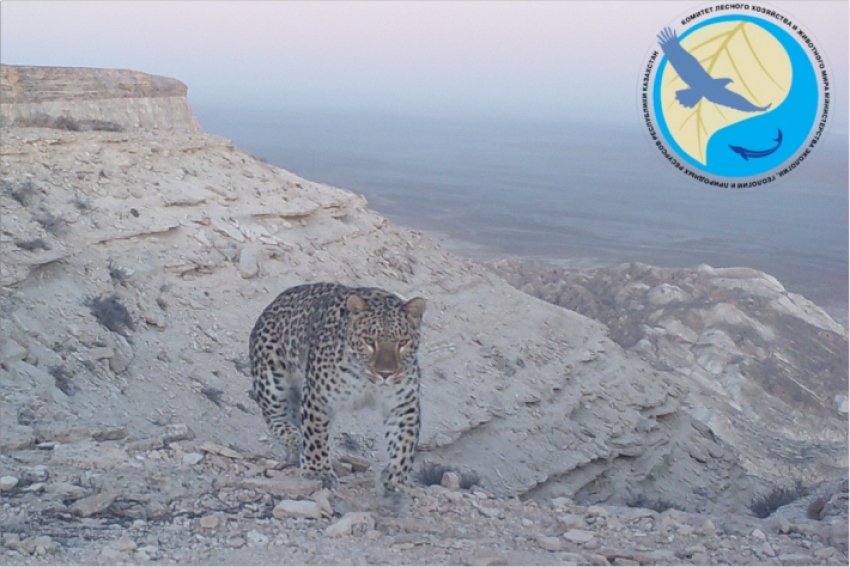 Леопард попал в фотоловушку в заповеднике Мангистауской области