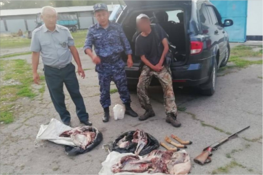 В заповеднике Алматинской области браконьер убил косулю