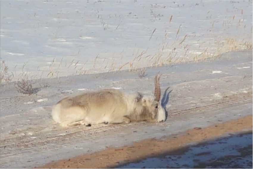 Сайгаки ослабевают и гибнут из-за морозов в Казахстане