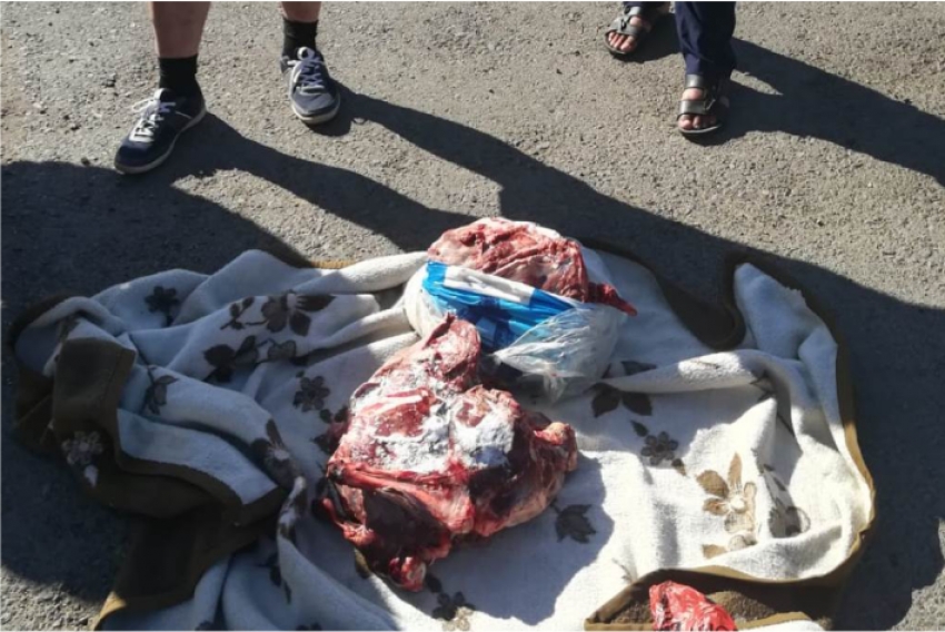 Мясо краснокнижной сайги обнаружили в свободной продаже в Карагандинской области