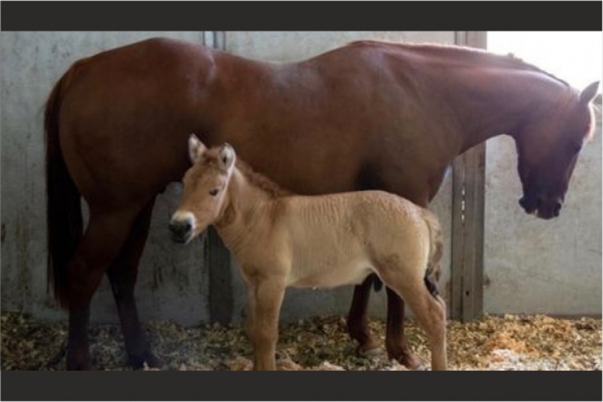 Умершую 20 лет назад лошадь Пржевальского клонировали в США