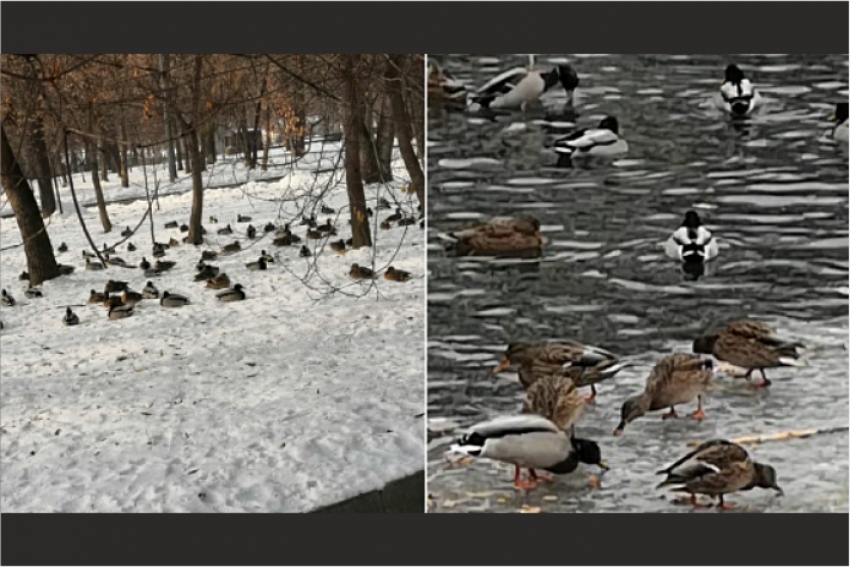 Стаи диких уток попали в снежный плен возле замершего озера в парке Алматы