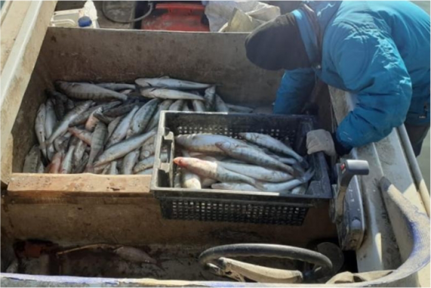 Задержаны браконьеры за незаконное рыболовство в Капшагайском водохранилище