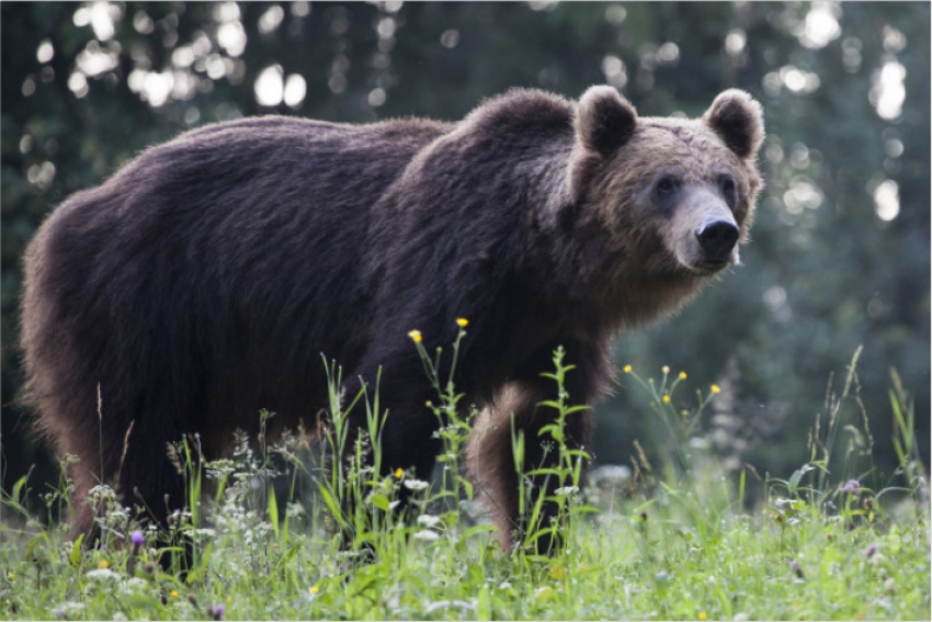 Медведи напали на отгоны с домашним скотом в Восточном Казахстане