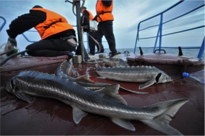 Рыбоохранную акцию запускают в Атырауской области