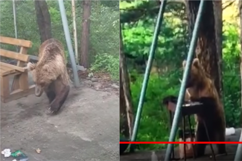 Медведь напугал отдыхающих и съел их шашлык в Риддере