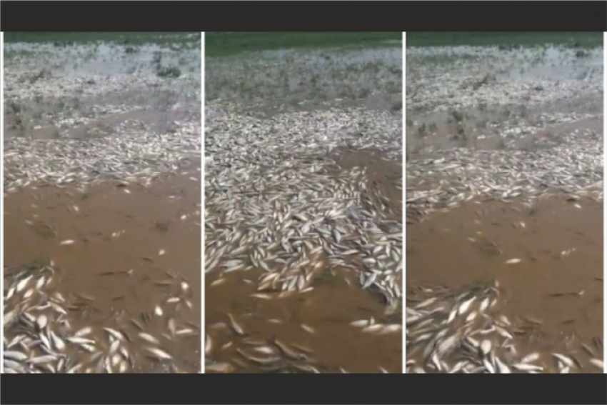 Рыбы массово гибнут в Урале
