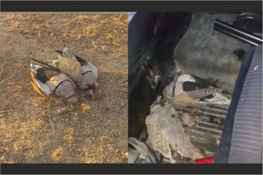 В Туркестанской области задержали браконьера с чернобрюхими рябками