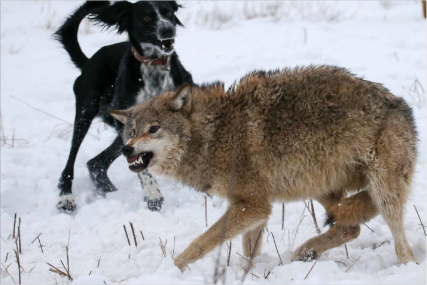 Охоту на волка под Алматы впервые провели с тазы