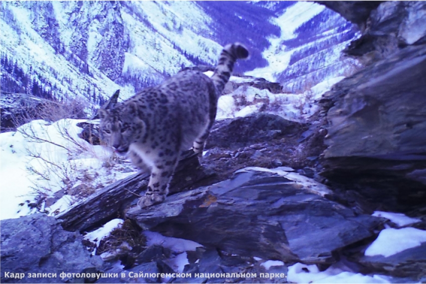 Как бывшие браконьеры спасают барсов в горах Алтая