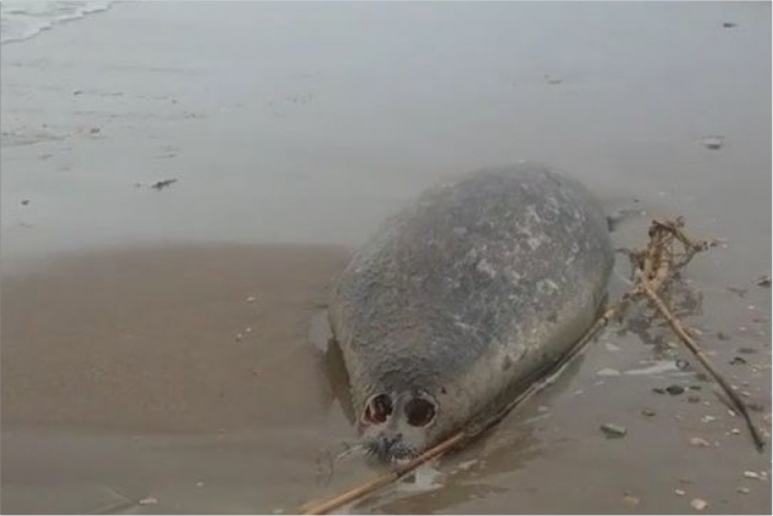 Тюлени в Дагестане гибнут не из-за браконьеров и болезней