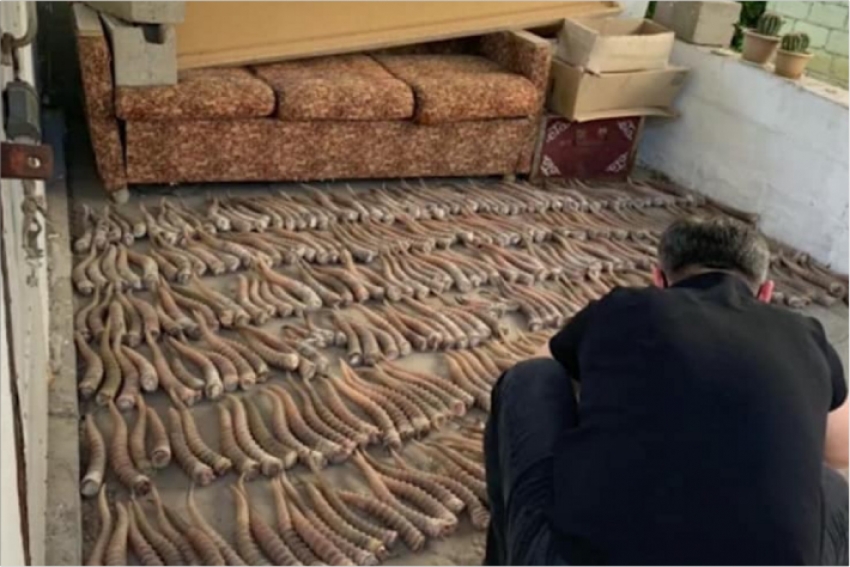 Полицейские изъяли у браконьеров 434 штук рогов сайгака в ЗКО