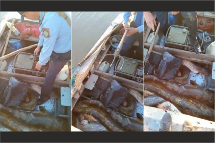 Полтонны незаконной рыбы изъяли полицейские в Алматинской области