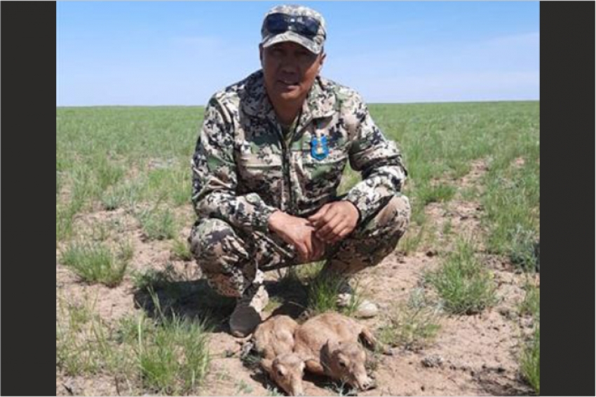 Спрос на незаконную добычу рогов степных антилоп в Казахстане не уменьшается