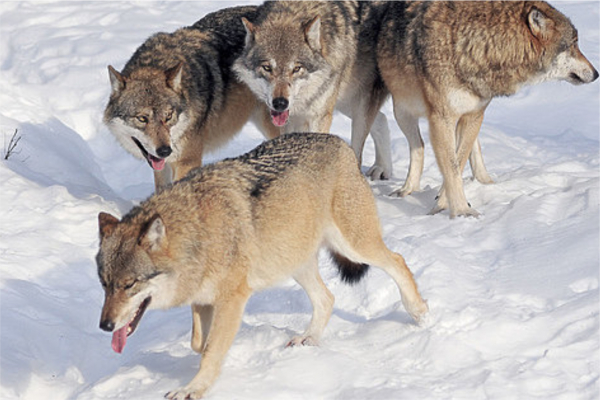 Охоту на волков запретили в пяти регионах Казахстана