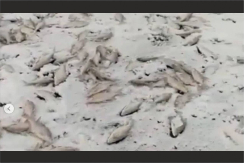 Рыбаки сняли сотни мертвой рыбы на льду Балхаша, сообщает zakon.kz.