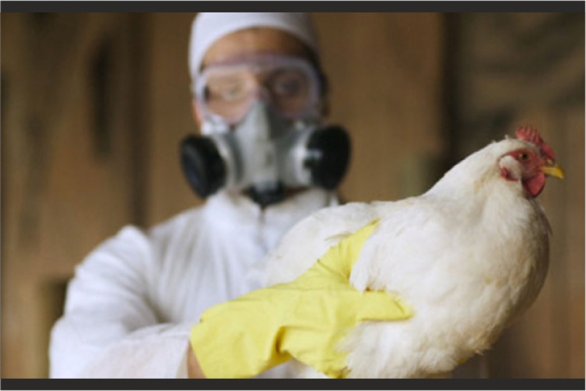 В приграничном с Казахстаном российском регионе бушует птичий грипп