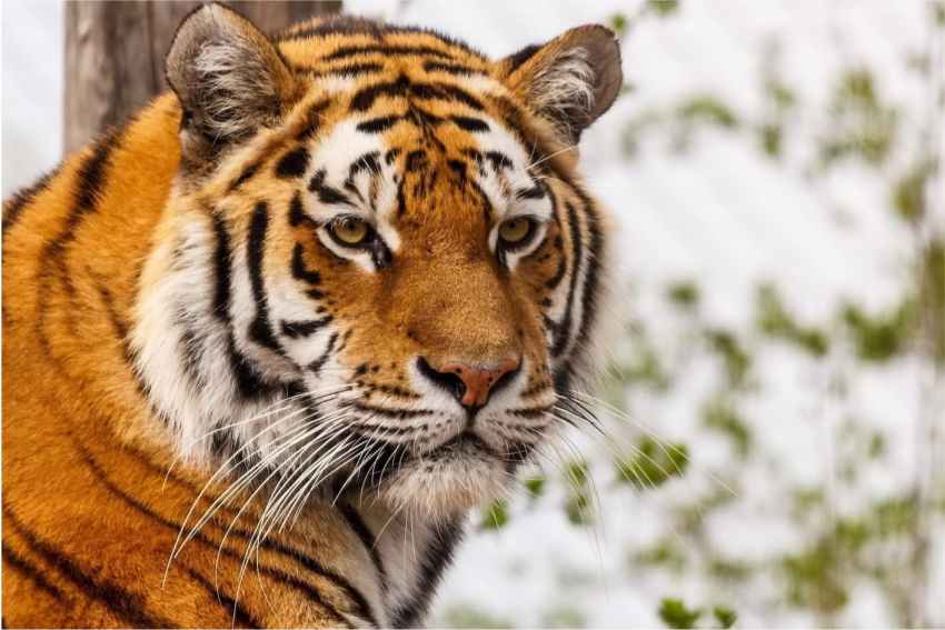 Амурский тигр помог выявить браконьера в Приморье