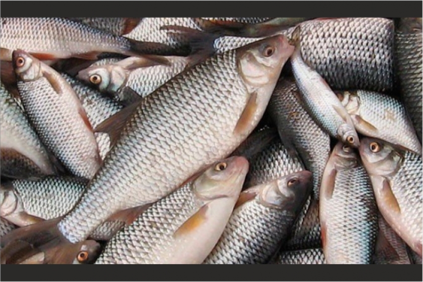 Двух рыбных браконьеров задержали в Алматинской области