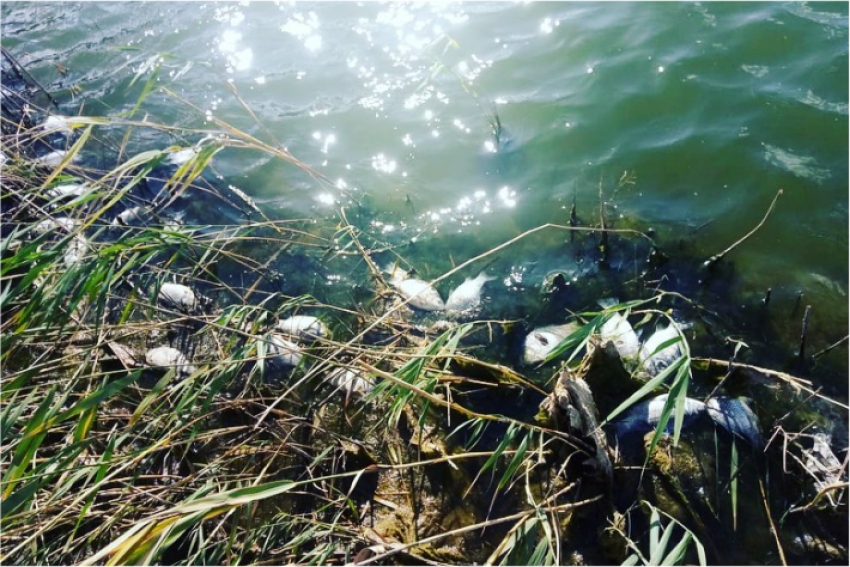 Департамент экологии выясняет причины гибели рыбы в р. Убаган