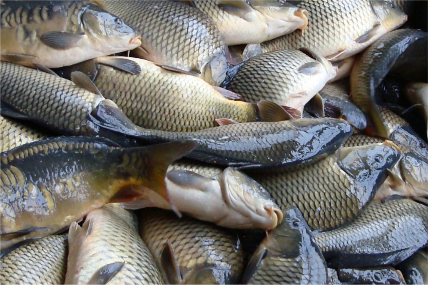 176 кг. рыбы изъяли у браконьеров в Жамбылской области