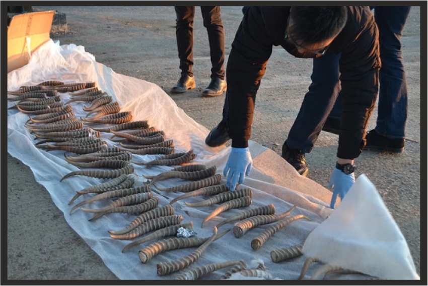 Житель Казахстана пытался продать в Волгоградской области 139 рогов сайгаков