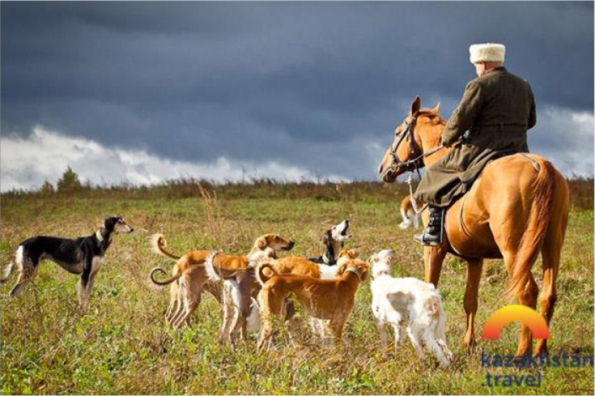 5 видов животных Казахстана, интересных для «трофейных» охотников