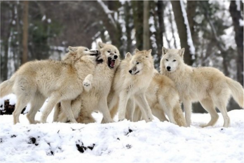 Как 14 волков изменили экосистему целого парка