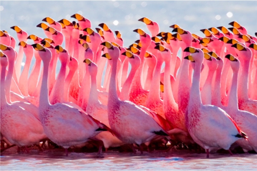 Озеро Тенгиз — место обитания фламинго в Казахстане