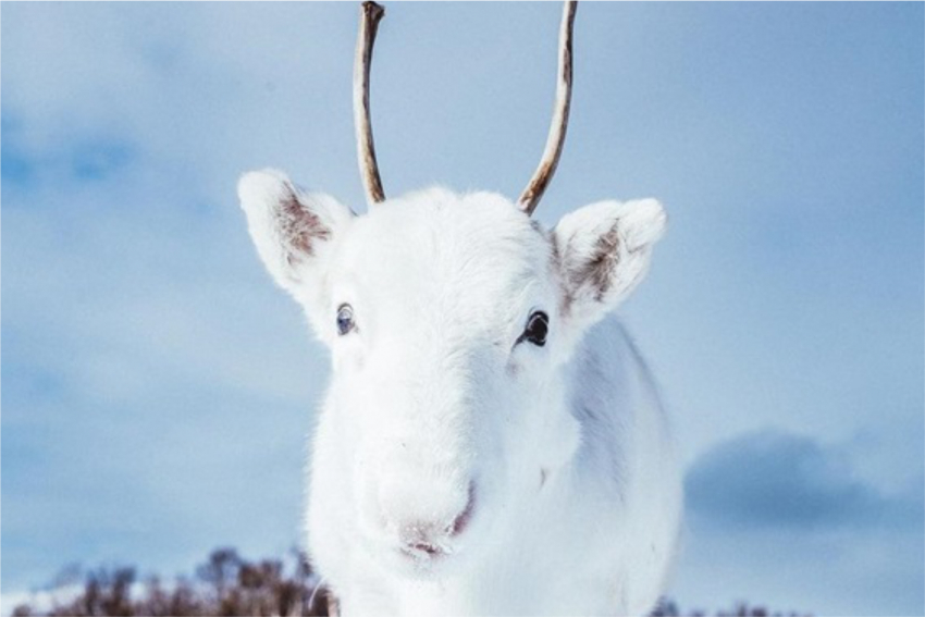 Фотограф снял белоснежного олененка из легенд
