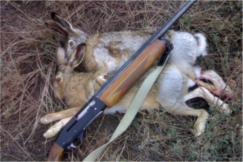 В Туркестанской области полицейские задержали трех браконьеров с тушами зайцев