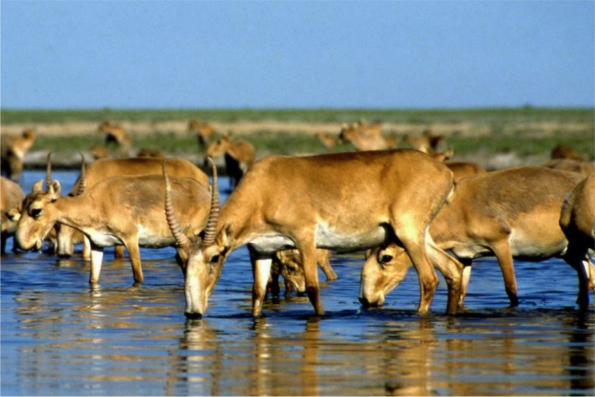 Борьба с браконьерами в Западно-Казахстанской области