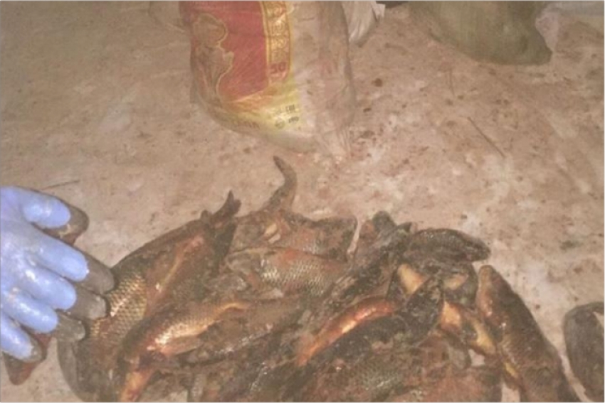 У браконьеров в Кызылординской области изъяли более тонны рыбы