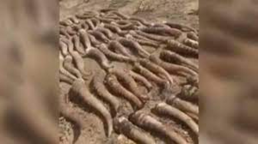 700 рогов сайги изъяли у браконьеров в Карагандинской области
