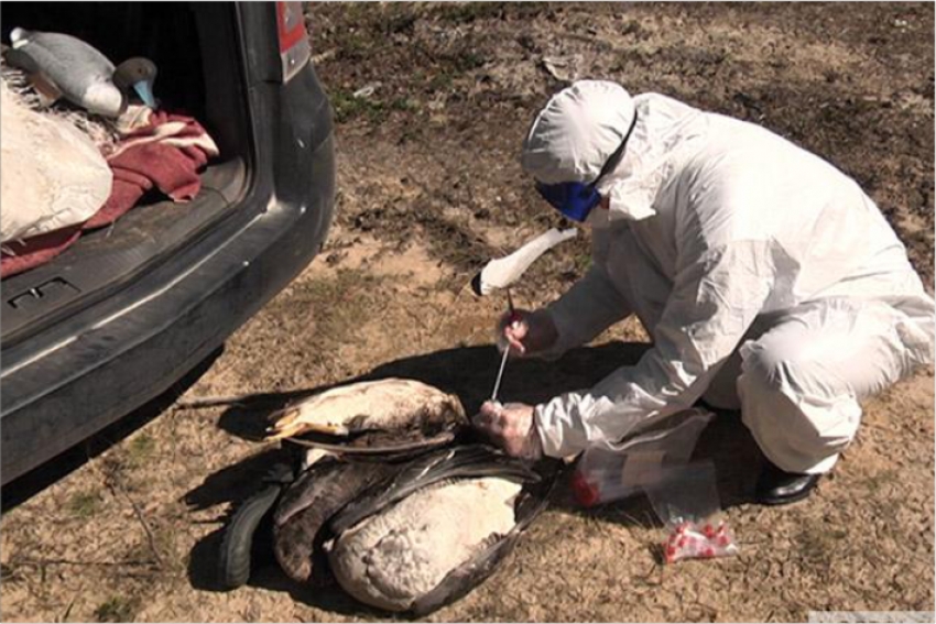 На севере Казахстана попросили запретить охоту из-за птичьего гриппа