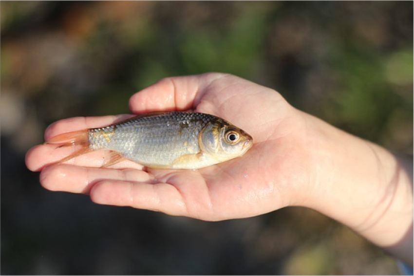 Массовую гибель рыбы расследуют экологи на севере Казахстана